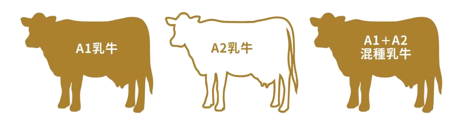 cows